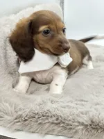 Tiny Charlie ❤️, a male Miniature Dachshund for sale in Pearson, GA – Photo 4 of 7