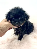 XX Tiny Teacup Girl 🩷, a female Yorkshire Terrier and Poodle - Toy  for sale in Pearson, GA – Photo 7 of 8