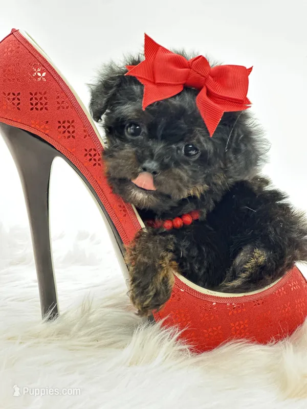 XX Tiny Teacup Girl 🩷 – Yorkshire Terrier, Poodle - Toy  puppy for sale in Pearson, GA