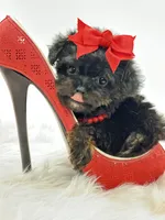 XX Tiny Teacup Girl 🩷, a female Yorkshire Terrier and Poodle - Toy  for sale in Pearson, GA – Photo 8 of 8