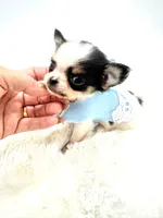 Micro Tiny girl 🎀, a female Chihuahua for sale in Pearson, GA – 2 of 10