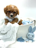 Tiny Teddy 💙, a male Cavapoo for sale in Pearson, GA – 2 of 7