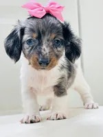 Blue Eye Dapple 🩷 Sassy Mae , a female Miniature Dachshund for sale in Pearson, GA – Photo 3 of 6