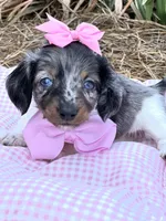 Blue Eye Dapple 🩷 Sassy Mae , a female Miniature Dachshund for sale in Pearson, GA – Photo 2 of 6