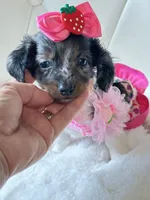 Blue Eye Dapple 🩷 Sassy Mae , a female Miniature Dachshund for sale in Pearson, GA – Photo 4 of 6