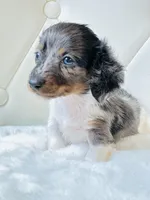 Blue Eye Dapple 🩷 Sassy Mae , a female Miniature Dachshund for sale in Pearson, GA – Photo 6 of 6