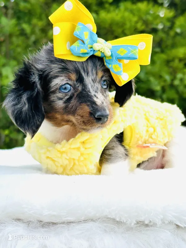 Blue Eye Dapple 🩷 Sassy Mae  – Miniature Dachshund puppy for sale in Pearson, GA