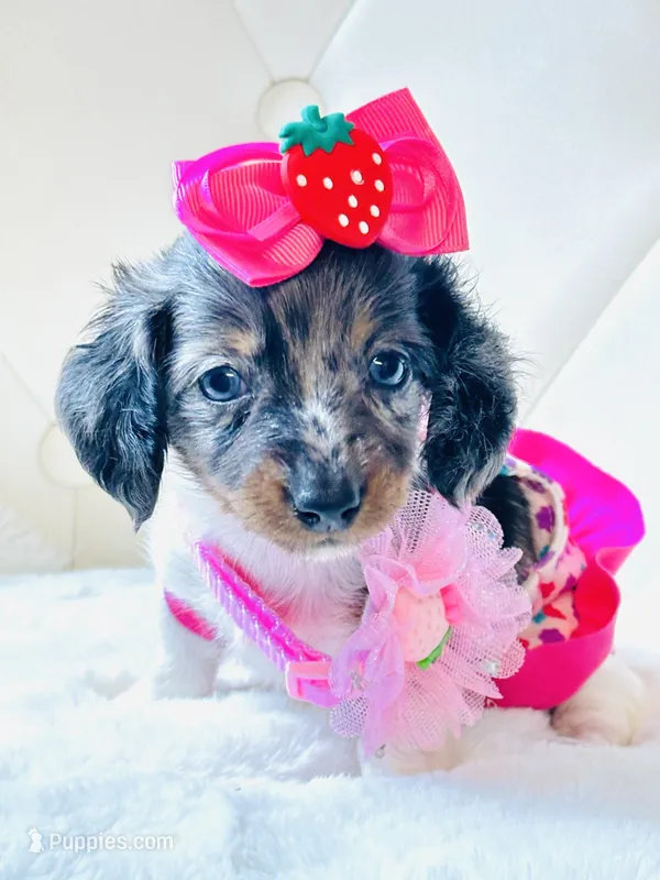 Blue Eye Dapple 🩷 Sassy Mae  – Miniature Dachshund puppy for sale in Pearson, GA