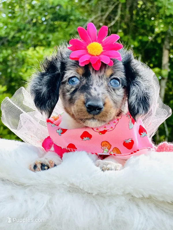 Blue Eye Dapple 🩷 Sassy Mae  – Miniature Dachshund puppy for sale in Pearson, GA