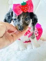 Blue Eye Dapple 🩷 Sassy Mae , a female Miniature Dachshund for sale in Pearson, GA – Photo 5 of 6