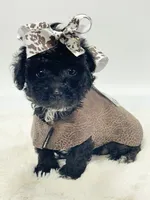 Yorkiepoo Girl 🩷, a female Yorkipoo for sale in Pearson, GA – 2 of 4