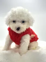 Snowball 💙, a male Poodle - Toy  and Toy Australian Shepherd for sale in Pearson, GA – 4 of 10