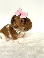 Bella Ray 🩷, a female Miniature Dachshund for sale in Pearson, GA – 6 of 10