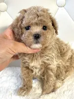 Teddy 💙, a male Maltipoo for sale in Pearson, GA – 4 of 5
