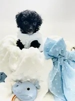 XXX Tiny Teddy 💙, a male Poodle - Toy  for sale in Pearson, GA – 5 of 6