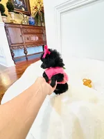 Tiny Toy Girl 🩷, a female Poodle - Toy  for sale in Pearson, GA – 6 of 10