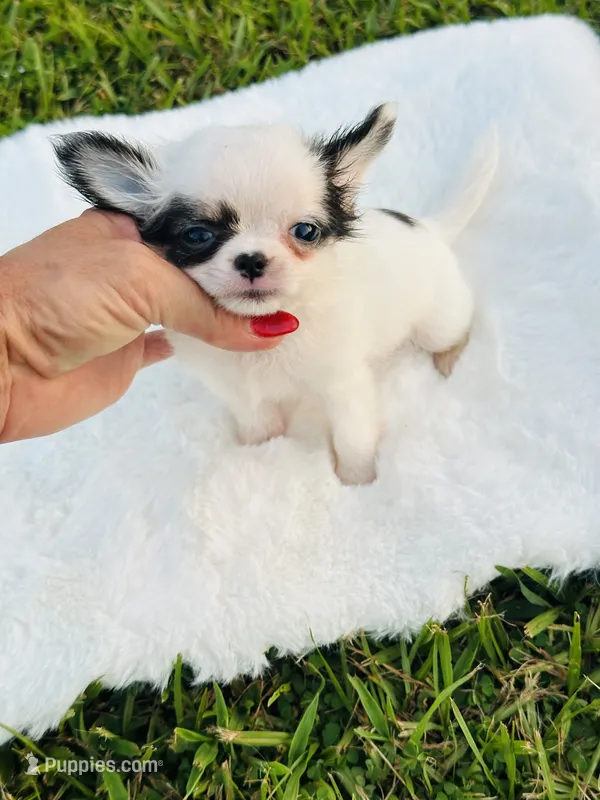 Micro Tiny Peanut 💙 – Chihuahua puppy for sale in Pearson, GA
