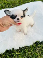 Going home with Michael and wife . , a male Chihuahua for sale in Pearson, GA – 1 of 10