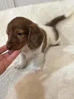 Annabelle🩷, a female Miniature Dachshund for sale in Pearson, GA – Photo 3 of 4