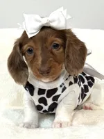 Annabelle🩷, a female Miniature Dachshund for sale in Pearson, GA – Photo 1 of 4