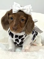 Annabelle🩷, a female Miniature Dachshund for sale in Pearson, GA – Photo 4 of 4