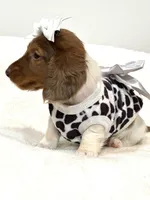 Annabelle🩷, a female Miniature Dachshund for sale in Pearson, GA – Photo 2 of 4