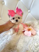 Super Tiny Girl 🎀, a female Shihpoo for sale in Pearson, GA – 8 of 8