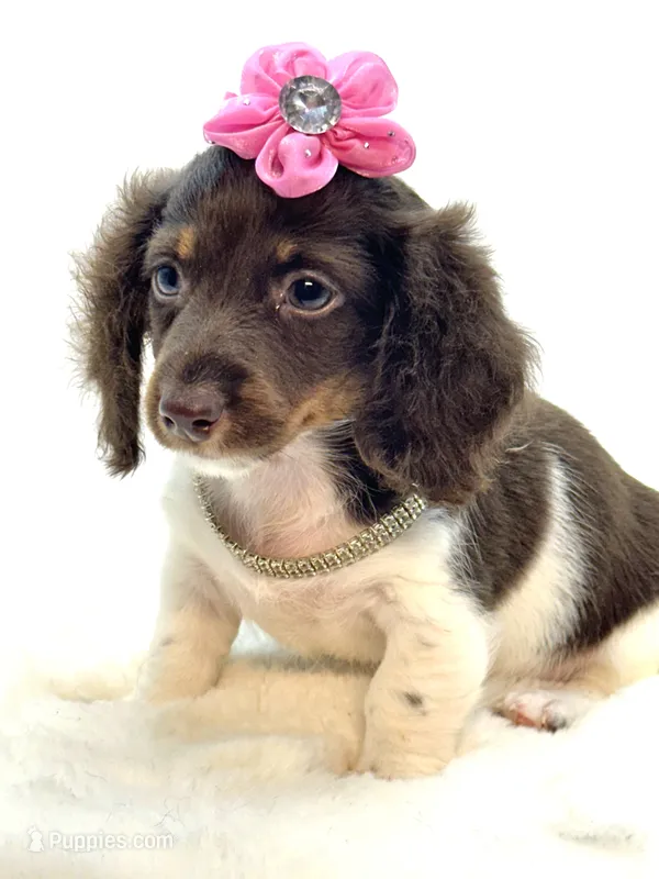 Chocolate and White Girl 🩷 – Miniature Dachshund puppy for sale in Pearson, GA