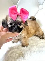 Sassy 🎀, a female Shihpoo for sale in Pearson, GA – 3 of 7