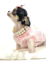 XXX Tiny Teacup Dolly 🎀, a female Chihuahua for sale in Pearson, GA – 8 of 10