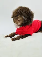 Teddy 🤎, a male Poodle - Toy  and Miniature Aussiedoodle for sale in Pearson, GA – 4 of 7