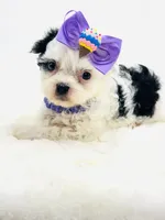 Tiny Lacy 🩷, a female Shihpoo for sale in Pearson, GA – 4 of 10