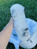 Tiny Blue Merle Boy 💙, a male Poodle - Toy  and Toy Australian Shepherd for sale in Pearson, GA – 4 of 6