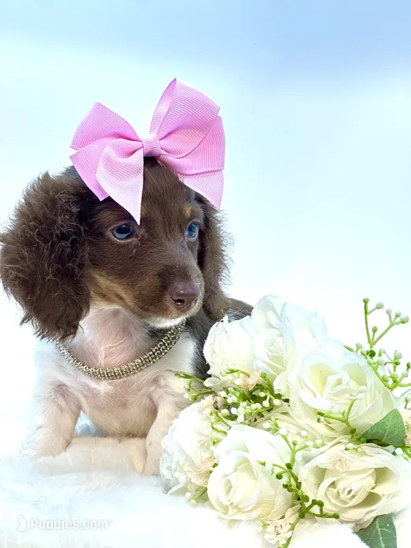 Chocolate and White Girl 🩷 – Miniature Dachshund puppy for sale in Pearson, GA