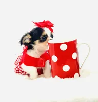 XXX Tiny Teacup Dolly 🎀, a female Chihuahua for sale in Pearson, GA – 7 of 10