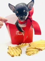 Micro Boy 💙, a male Chihuahua for sale in Pearson, GA – 9 of 10
