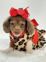 Bella Ray 🩷, a female Miniature Dachshund for sale in Pearson, GA – 4 of 7