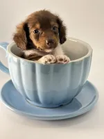 Tiny Chocolate Boy , a male Miniature Dachshund for sale in Pearson, GA – Photo 3 of 5