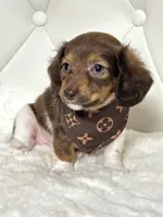 Tiny Chocolate Boy , a male Miniature Dachshund for sale in Pearson, GA – Photo 1 of 7