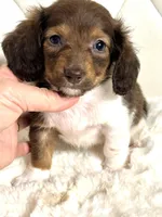 Tiny Chocolate Boy , a male Miniature Dachshund for sale in Pearson, GA – Photo 5 of 7