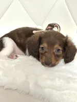 Tiny Chocolate Boy , a male Miniature Dachshund for sale in Pearson, GA – Photo 4 of 7