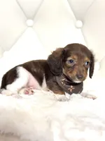 Tiny Chocolate Boy , a male Miniature Dachshund for sale in Pearson, GA – Photo 3 of 7