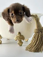 Tiny Chocolate Boy , a male Miniature Dachshund for sale in Pearson, GA – Photo 5 of 5