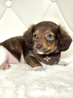 Tiny Chocolate Boy , a male Miniature Dachshund for sale in Pearson, GA – Photo 2 of 7