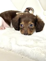 Tiny Chocolate Boy , a male Miniature Dachshund for sale in Pearson, GA – Photo 6 of 7