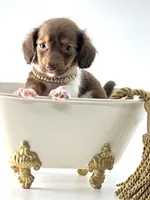 Tiny Chocolate Boy , a male Miniature Dachshund for sale in Pearson, GA – Photo 1 of 5