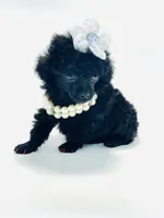 XX Tiny Anna Belle , a female Poodle - Toy  for sale in Pearson, GA – 3 of 7
