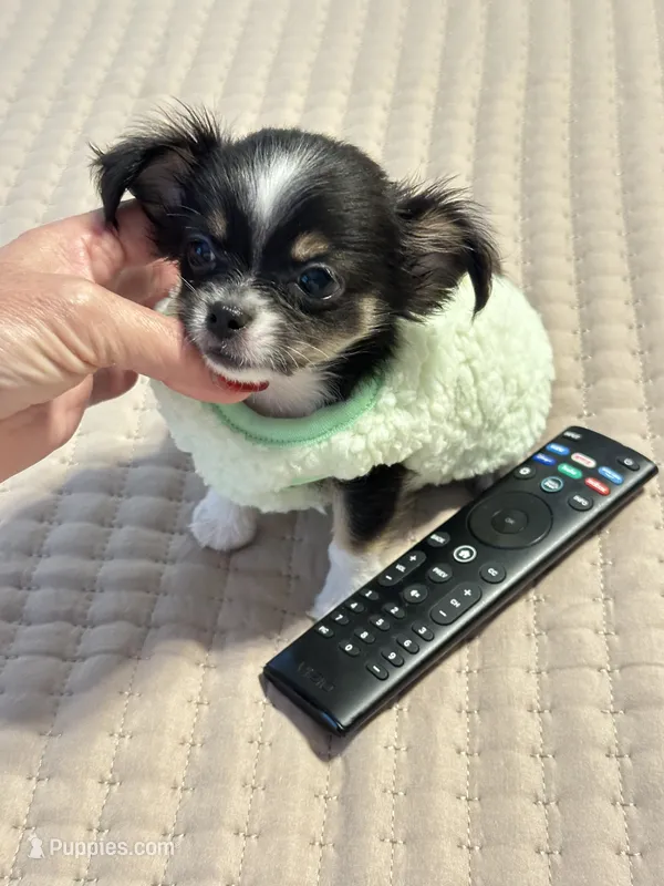 Micro Tiny long coat Boy 💙 – Chihuahua puppy for sale in Pearson, GA