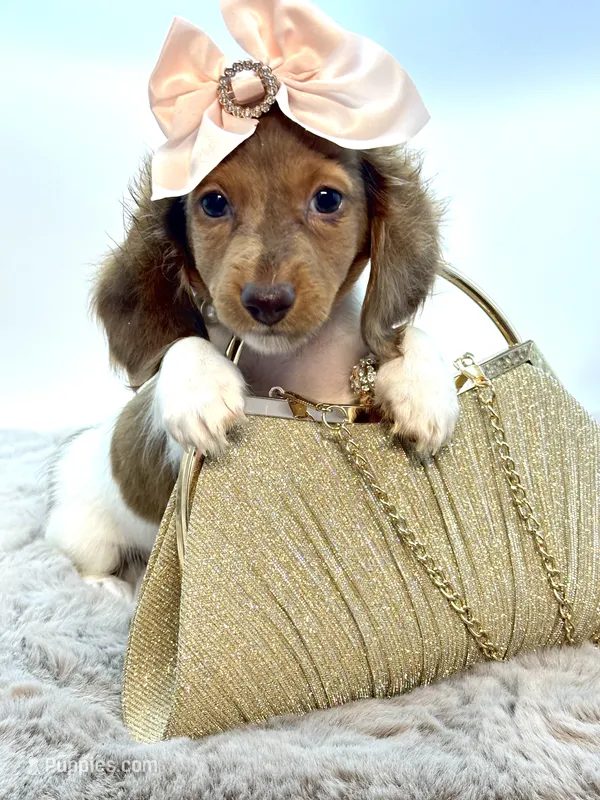 Going Home with Tee❤️ – Miniature Dachshund puppy on hold in Pearson, GA