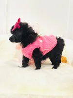 Tiny Toy Girl 🩷, a female Poodle - Toy  for sale in Pearson, GA – 9 of 10